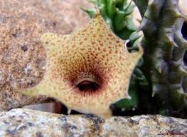 Image result for Huernia longituba