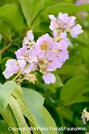 Image result for Lagerstroemia speciosa