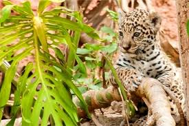 (40%) consulte sobre las mareas diurnas y semidiurpas. Flora Y Fauna Ecuador