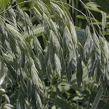 Image result for Bromus  kalmii