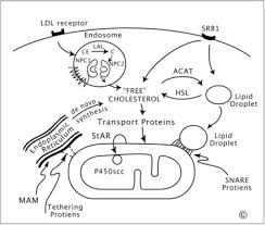 Die steroidhormonsynthese bei menschen und primaten ist innerhalb der säugetiere. Disorders In The Initial Steps Of Steroid Hormone Synthesis Sciencedirect