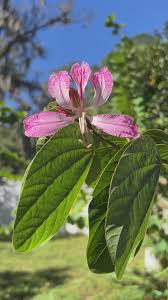 Image result for Bauhinia purpurea