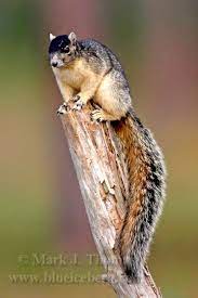 Sherman S Fox Squirrel Sciurus Niger Shermani Florida Fox Squirrel Cute Squirrel Animals Wild