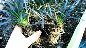 Mondo grass and black mondo grass are actually not even grasses. How To Divide Mondo Grass Ophiopogon Planiscapus Dear Plants