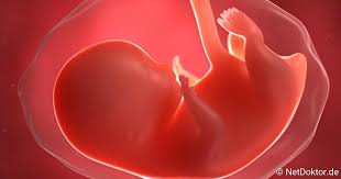 Ssw wird der embryo zum fötus. 10 Schwangerschaftswoche Das Tut Sich In Der 10 Ssw Netdoktor