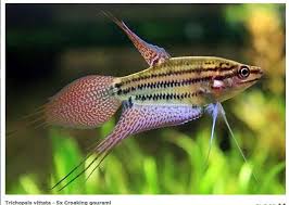 Croaking Gourami From Http Www Secondnatureaquariums Com Au Aquarium Fish Tropical Fish Freshwater Aquarium Fish