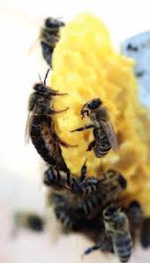 Wenn du als imker glück hast, dann findest du die abgestürzte bienenkönigin und kannst sie wieder für ein volk verwenden. Unsere Bienenwelt Diese Publikation Wurde Gefordert Durch Das Ministerium Fur Umwelt Energie Ernahrung Und Forsten Rheinland Pfalz Pdf Kostenfreier Download