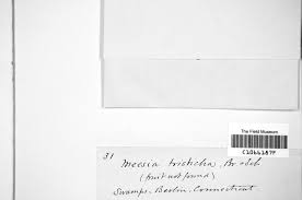 Image result for Tristicha