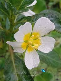Image result for Ludwigia adscendens