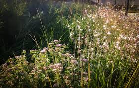 Olivier Lesage Jardin Des Poudrieres Dijon France Salix Elaeagnos Angustifolia Pennisetum Alopecuroides Moudry Eupatorium Cannabinu Gaura Jardins Vegetal