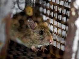 Powderpost beetles in hardwood floors. Mice Removal Service Near Me Pestcheck Pest Control