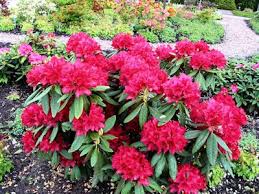 Pin By Kristi Dietz On Rasteniya Nashego Pitomnika Majnilo Rhododendron Nova Zembla Plants Rhododendron