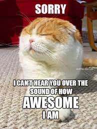 Waffles The Cat On Twitter Funny Cat Jokes Funny Cat Captions Funny Cat Memes