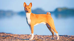 Basenji - Price, Temperament, Life span