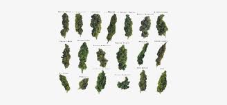 Download Psd Detail Marijuana Bud Different Strains Of Weed Transparent Png 400x304 Free Download On Nicepng