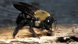 The carpenter bees are similar in size and general appearance to bumble bees. Rideout Carpenter Bees On Patrol