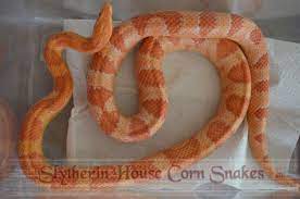 Amel Corn Snake Corn Snake Snake Animals Wild