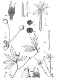 Image result for Pavetta sp. B