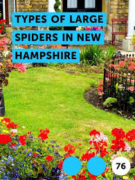 Learn Types Of Large Spiders In New Hampshire How To Guides Tips And Tricks Bermuda Grass Centipede Grass Plants