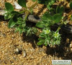 Image result for Polycarpon tetraphyllum