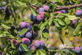 There are over 60,000 species of trees that come in all shapes and sizes, from majestic cedars to smaller fruit trees and shrubs. 27 Different Types Of Fruit Trees Plus More Fruitful Facts Home Stratosphere