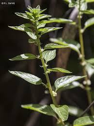 Image result for Pouzolzia parasitica