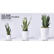 Its adaptations for surviving drought make it a suitable plant choice for anyone, anywhere. Sansevieria Zeylanica House Plant