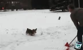 Dieser pinnwand folgen 352 nutzer auf pinterest. Hund Mag Schnee
