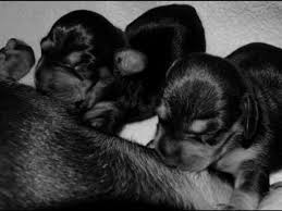 Normal rectal temperatures for puppies are from 95 to 99 degrees fahrenheit if pups are too cold, they won't be able to suckle or digest food, which will cause fading. How To Prevent Recognize And Treat Fading Puppy Syndrome Pethelpful By Fellow Animal Lovers And Experts
