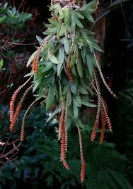 Image result for Oberonia