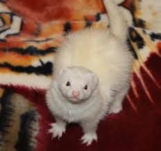 Black And White Ferret Adopt Scruffy On Petfinder Ferret Pet Ferret Cute Ferrets