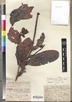 Image result for Gilbertiodendron