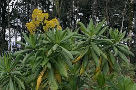 Image result for Solanecio cydoniifolius