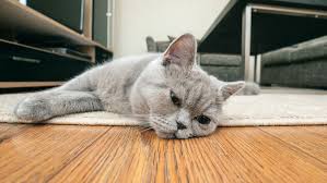 Dog vomit can contain yellow bile or dog food that has been partially digested, and it usually smells sour. Why Is My Cat Throwing Up Yellow Liquid