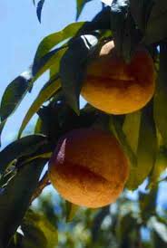 Check out this video on how i germinated other fruit trees from seed! Growing Fruit Trees From Seeds Organic Gardening Mother Earth News