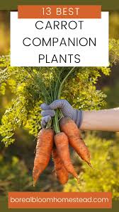 13 Best Carrot Companion Plants (And Some To Avoid!) | Boreal Bloom  Homestead