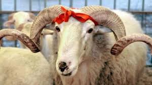 В праздник курбан байрам пожелания мира и добра, много радости и счастья! Kurban Bajram 2020 Otkrytki Pozdravleniya Kartinki Istoriya Prazdnika Chto Mozhno I Nelzya Delat 31 Iyulya