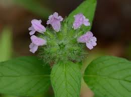 Image result for Clinopodium uhligii