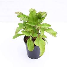 Image result for Bryophyllum