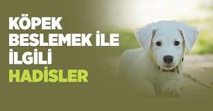 Islam Ve Ihsan On Twitter Evde Kopek Beslemek Gunah Mi Https T Co U6lh4hjlkf