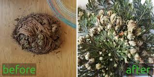 Selaginella lepidophylla, false rose of jericho, resurrection plant. Grow A Resurrection Plant Tamara Tamawi Horne