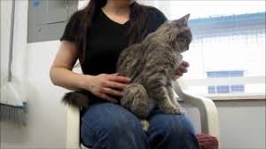 Some domestic medium hair cats are long and lean, but some of them could be short and stocky. Domestic Mediumhair Kittens For Sale Adoptapet Com