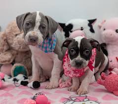 St. Mary's County Animal Services