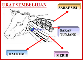 Sepertiga untuk diberikan (dimakan) keluarganya, sepertiga untuk sedekah dan sepertiga lagi untuk diberikan kepada sahabat. Ibadat Ting 4 Sembelihan Korban Dan Akikah Quiz Quizizz