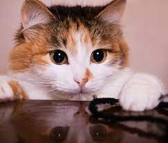 Maybe you would like to learn more about one of these? Adopted A New Kitten How To Kitten Proof Your Home