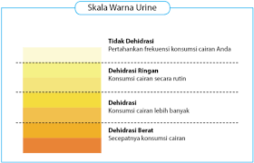 Check spelling or type a new query. Faktor Yang Mempengaruhi Produksi Urin Idschool