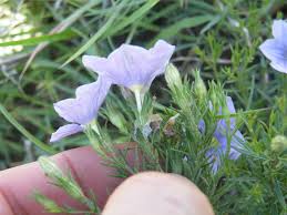 Image result for Nierembergia hippomanica