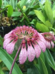 Image result for Bulbophyllum burttii