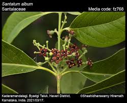 Image result for Santalaceae