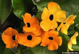 Image result for Thunbergia annua